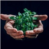 «Отвечать принципам „зеленой“ экономики»: РУСАЛ обновил Экологическую политику