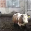 Жители Балахтинского района рассказали об утопающих в навозе коровах на одной из ферм. Полиция начала проверку (видео)