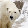«Лучший комплимент шеф-повару»: на севере Красноярского края белый медведь пришел к ледоколу «Вайгач» на запах с камбуза (видео)