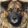 Озвучены первые результаты поиска причины смерти покусанного собаками красноярского пенсионера