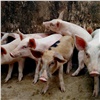 Африканская чума свиней распространяется по Красноярскому краю