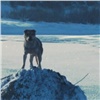 В Минусинске собака на льдине дрейфовала по Енисею: понадобилась помощь спасателей