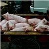 «Уничтожено 3 810 голов и 18 тонн мясной продукции»: в Красноярском крае справились со вспышкой африканской чумы свиней