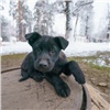 В Красноярске неизвестные жестоко убили щенка. Полиция начала проверку