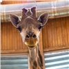 В красноярском «Роевом ручье» жирафов выпустили в летний вольер (видео)