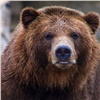 Медведь напал на мужчину на юге Красноярского края 