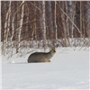 В заказнике на востоке Красноярского края поймали убившего косуль браконьера