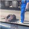 Автомобилист насмерть сбил бабушку у кладбища Бадалык в Красноярске (видео)