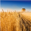 Эксперты прогнозируют снижение урожая зерновых в России из-за заморозков