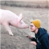 «Хоть бы хозяин ее нашел»: красноярцы встретили одинокую свинью в Нанжуль-Солнечном (видео)