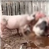 «Посмотрите, свинья ест корову»: в Канском районе фермер устроил концлагерь для птиц и животных