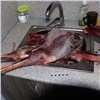 В Балахте братья-браконьеры пустили сибирскую косулю на мясо и отделались условкой