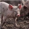 Вирус африканской чумы свиней нашли на продовольственном предприятии в Красноярске