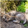 В красноярском «Роевом ручье» появился на свет арктический волчонок