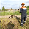 В Шарыпово бездомный пес упал в подвал и не смог выбраться