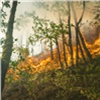В Красноярском крае площадь лесных пожаров выросла до 3,5 тысяч гектаров