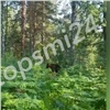«Ты только маме о нас не рассказывай»: в красноярском лесу турист заснял медвежонка (видео)