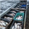 В Красноярском крае браконьера осудили за вылов сига почти на 3 млн рублей