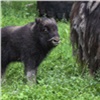 В красноярском зоопарке «Роев ручей» показали новорожденного овцебыка