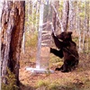 В Красноярском крае медведь подрался со своим отражением в стеле и сломал ее (видео)