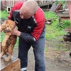 В Боготоле спасатели сняли с дерева застрявшего мейн-куна (видео)